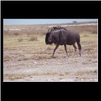 3-070 Gnu.jpg